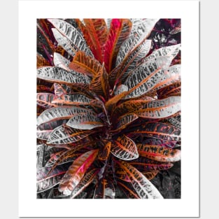 Carmine Crotons Posters and Art